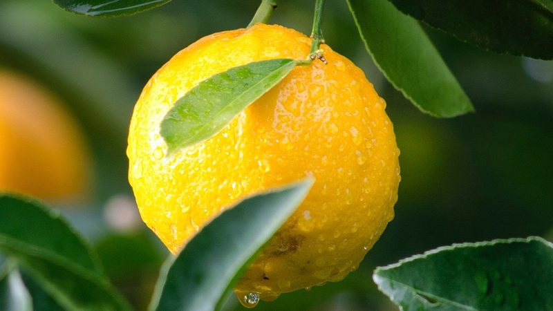 生物医药外包项目管理办法审计要点解析